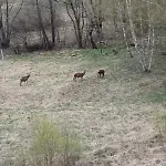 בית הארחה Gorskie Zacisze